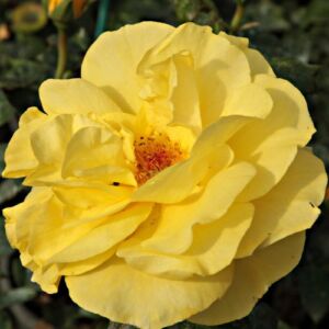 Rosa 'Golden Wedding' - sárga - virágágyi floribunda rózsa