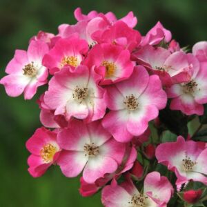 Rosa 'Mozart' - rózsaszín - fehér - parkrózsa