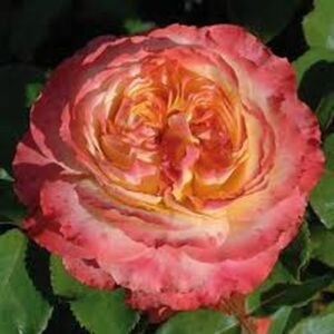 Rosa 'Ros'Odile™' - sárga - rózsaszín - virágágyi grandiflora - floribunda rózsa