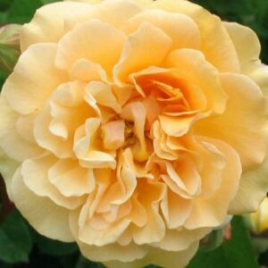 Rosa 'Buff Beauty' - sárga - parkrózsa