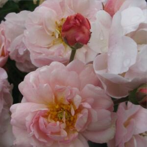 Rosa 'Cornelia' - rózsaszín - parkrózsa