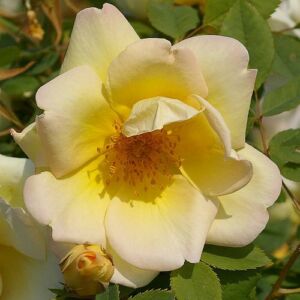 Rosa 'Frühlingsgold®' - sárga - vadrózsa