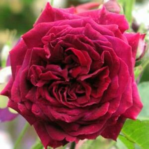 Rosa 'Empereur du Maroc' - lila - történelmi - perpetual hibrid rózsa