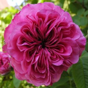 Rosa 'Duc de Cambridge' - lila - rózsaszín - történelmi - damaszkuszi rózsa