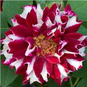 Rosa 'Roger Lambelin' - vörös - fehér - történelmi - perpetual hibrid rózsa