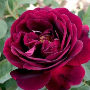 Rosa 'Souvenir du Docteur Jamain' - lila - történelmi - perpetual hibrid rózsa