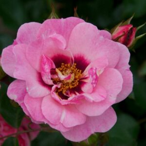 Rosa 'Esther Queen of Persia™' - rózsaszín - virágágyi floribunda rózsa