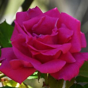 Rosa 'Zéphirine Drouhin' - rózsaszín - climber, futó rózsa