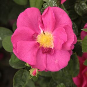 Rosa 'Gallica 'Officinalis'' - rózsaszín - történelmi - gallica rózsa