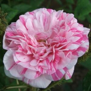 Rosa 'Madame Moreau' - vörös - fehér - történelmi - moha rózsa