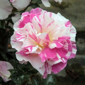 Rosa 'Berlingot™' - fehér - rózsaszín - virágágyi floribunda rózsa
