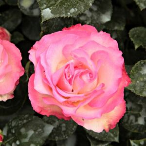 Rosa 'Bordure Rose™' - rózsaszín - virágágyi floribunda rózsa