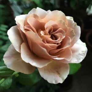 Rosa 'Caffe Latte™' - narancssárga - barna - virágágyi floribunda rózsa