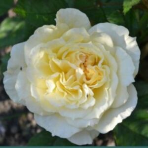Rosa 'Chapeau de Mireille™' - sárga - nosztalgia rózsa