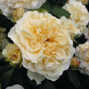 Rosa 'Comtessa®' - sárga - teahibrid rózsa