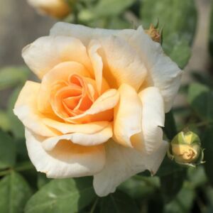 Rosa 'Crépuscule' - sárga - történelmi - noisette rózsa