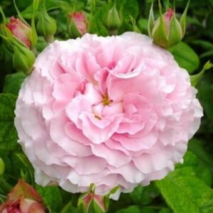 Rosa 'Csíkszereda' - rózsaszín - virágágyi floribunda rózsa
