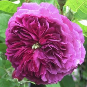 Rosa 'Erinnerung an Brod' - lila - történelmi - régi kerti rózsa