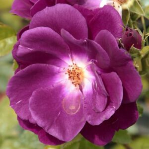 Rosa 'Forever Royal™' - lila - virágágyi floribunda rózsa