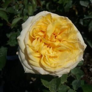 Rosa 'Golden Tower®' - sárga - teahibrid rózsa