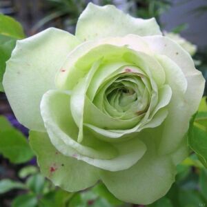 Rosa 'Lovely Green™' - fehér - virágágyi floribunda rózsa