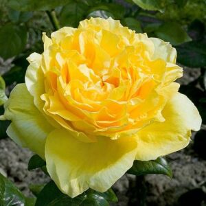 Rosa 'Souvenir de Marcel Proust™' - sárga - teahibrid rózsa