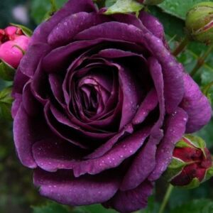 Rosa 'Minerva™' - lila - virágágyi floribunda rózsa