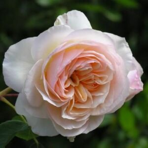 Rosa 'Perdita' - sárga - angol rózsa