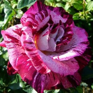 Rosa 'Purple Tiger™' - rózsaszín - virágágyi floribunda rózsa