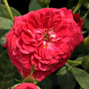 Rosa 'Kisses of Fire™' - vörös - climber, futó rózsa