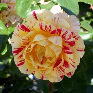 Rosa 'Aina®' - sárga - vörös - teahibrid rózsa