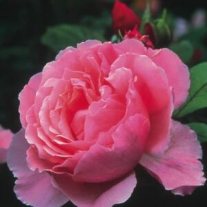 Rosa 'Ausglobe' - rózsaszín - angol rózsa