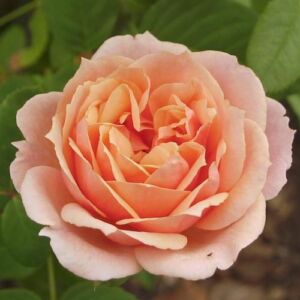 Rosa 'Paul Bocuse™' - rózsaszín - nosztalgia rózsa