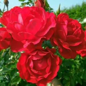 Rosa 'Limesglut™' - vörös - talajtakaró rózsa