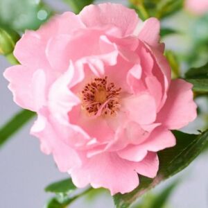 Rosa 'Sommerwind®' - rózsaszín - talajtakaró rózsa