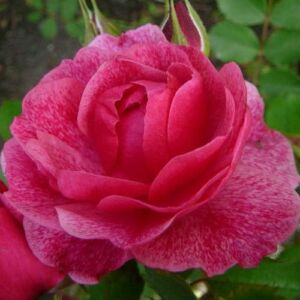 Rosa 'Morden Ruby™' - rózsaszín - virágágyi floribunda rózsa