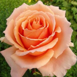 Rosa 'Just Joey™' - narancssárga - teahibrid rózsa