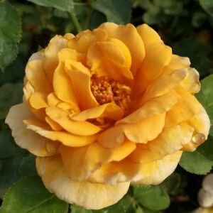 Rosa 'Honey Dijon™' - sárga - virágágyi grandiflora - floribunda rózsa