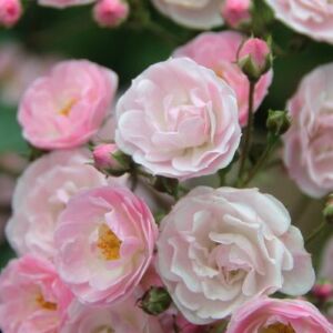 Rosa 'Heavenly Pink®' - rózsaszín - parkrózsa