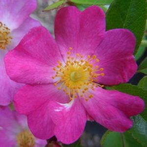 Rosa 'Fil des Saisons ®' - rózsaszín - talajtakaró rózsa