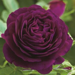 Rosa 'Wekebtidere' - lila - virágágyi grandiflora - floribunda rózsa
