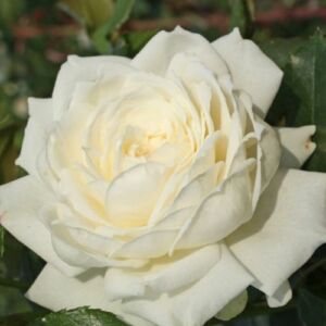Rosa 'Alaska®' - fehér - climber, futó rózsa