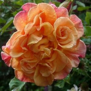 Rosa 'Aloha®' - rózsaszín - climber, futó rózsa