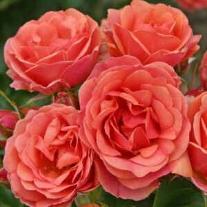 Rosa 'Mandarin ®' - vörös - törpe - mini rózsa