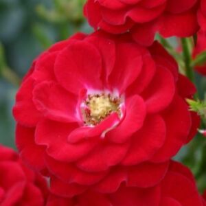 Rosa 'Mandy ®' - vörös - törpe - mini rózsa