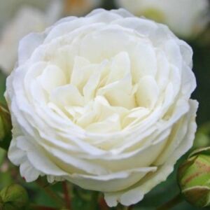 Rosa 'Schneeküsschen ®' - fehér - törpe - mini rózsa