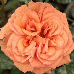Rosa 'Bentheimer Gold ®' - narancssárga - virágágyi floribunda rózsa