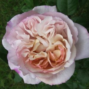 Rosa 'Herkules ®' - sárga - lila - nosztalgia rózsa