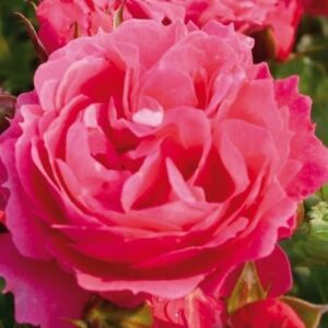 Rosa 'Moin Moin ®' - rózsaszín - törpe - mini rózsa