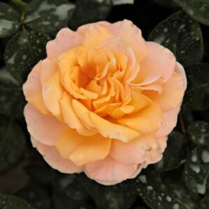 Rosa 'Scented Memory™' - sárga - teahibrid rózsa